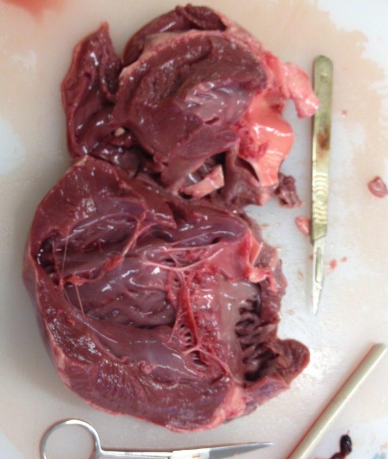 Heart Dissection - A level biology